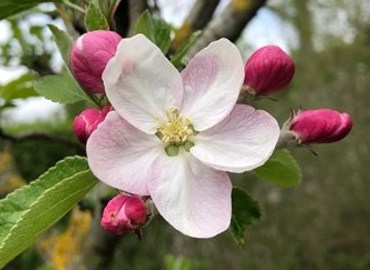 blomst.jpeg